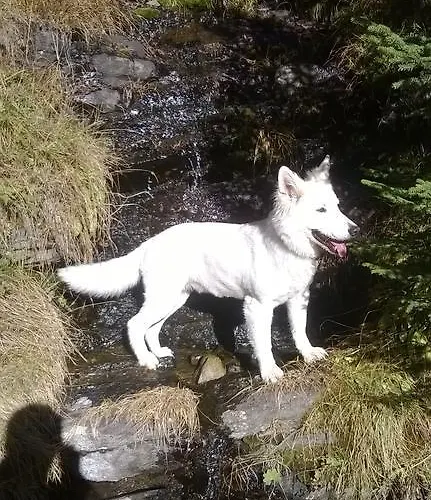 Appartamento Apart Streppel